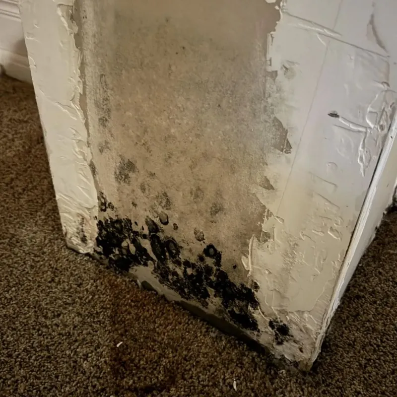 Professional Mold Removal in Central City, IA